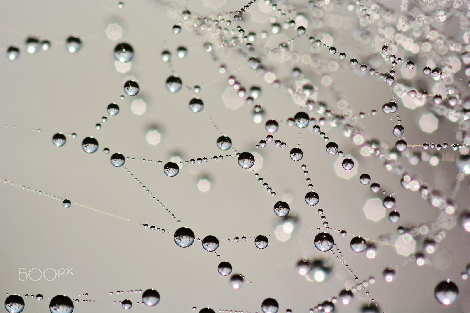 Nikon 1 V3 sample photo. Dew on spider net photography