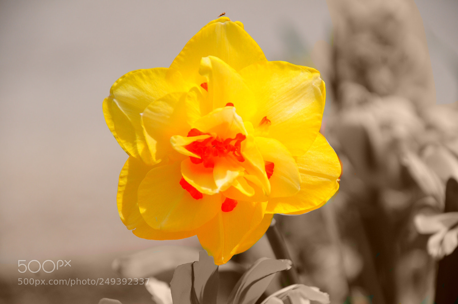 Nikon D300 sample photo. The promise of spring photography