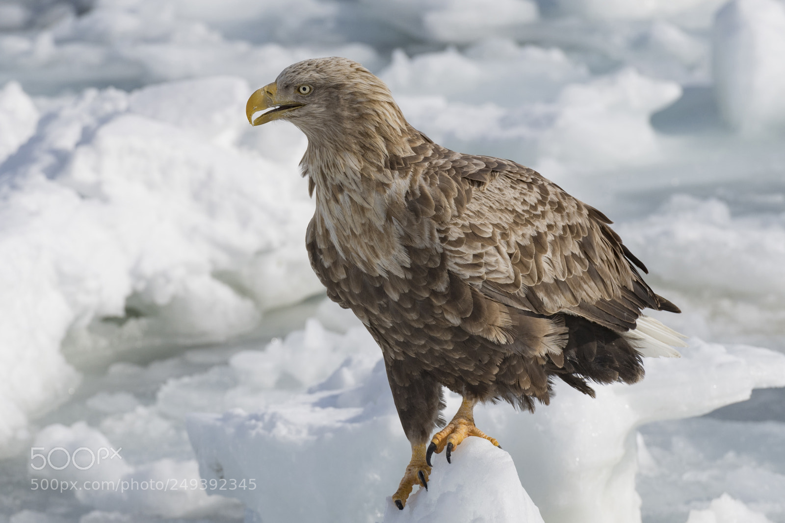 Nikon D5 sample photo. White-tailed eagle on the photography