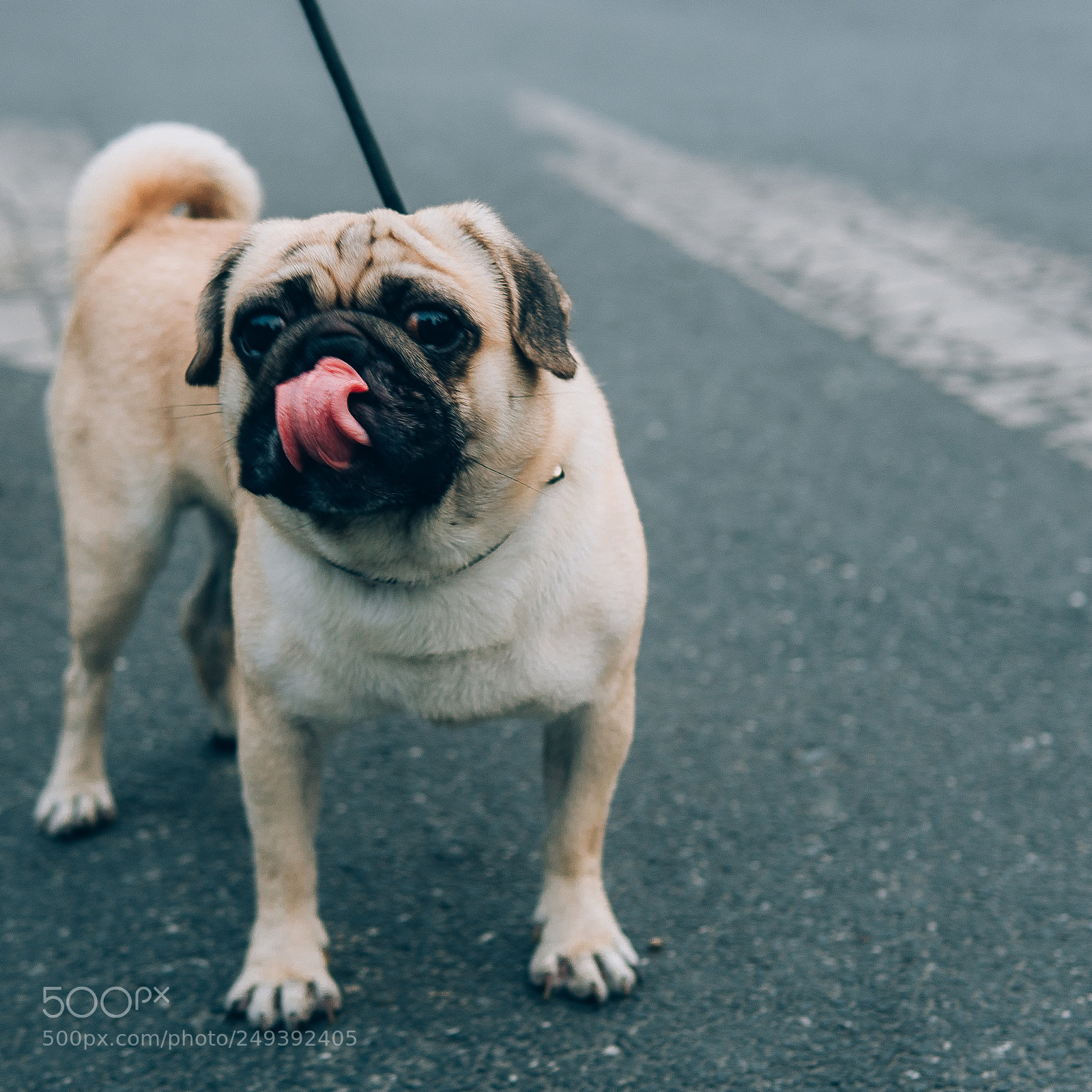Sony a6300 sample photo. Dog photography