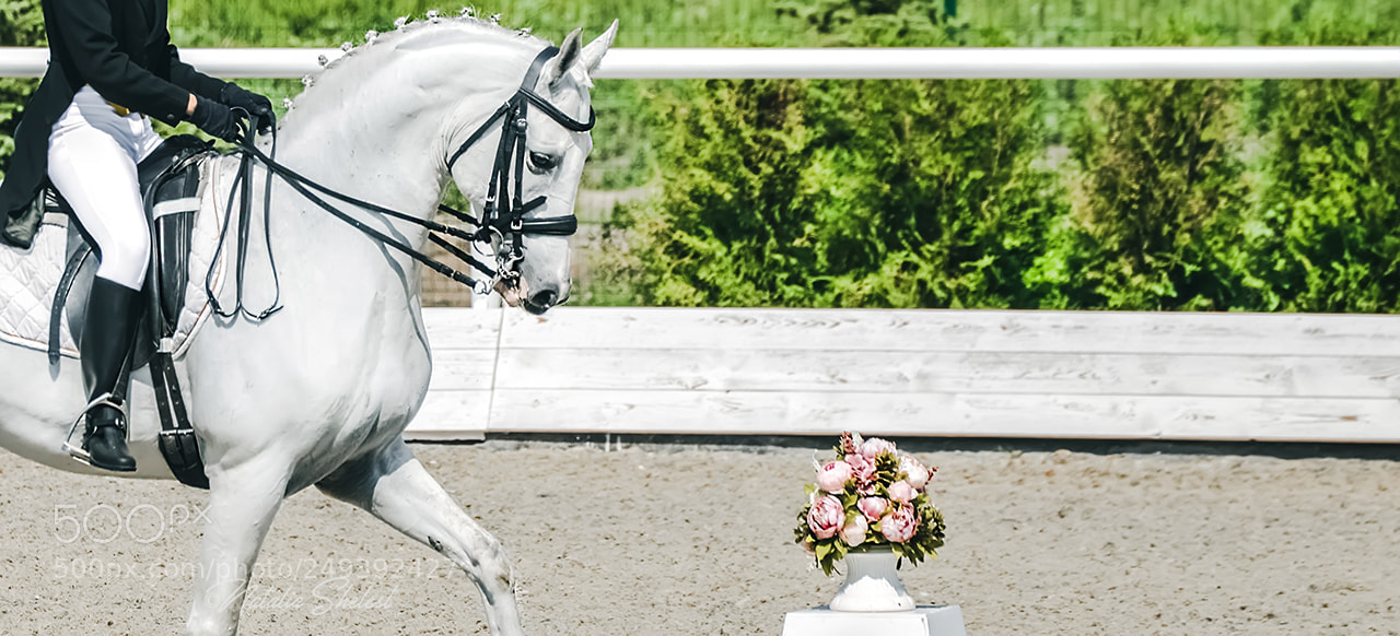 Nikon D600 sample photo. Elegant rider woman and photography