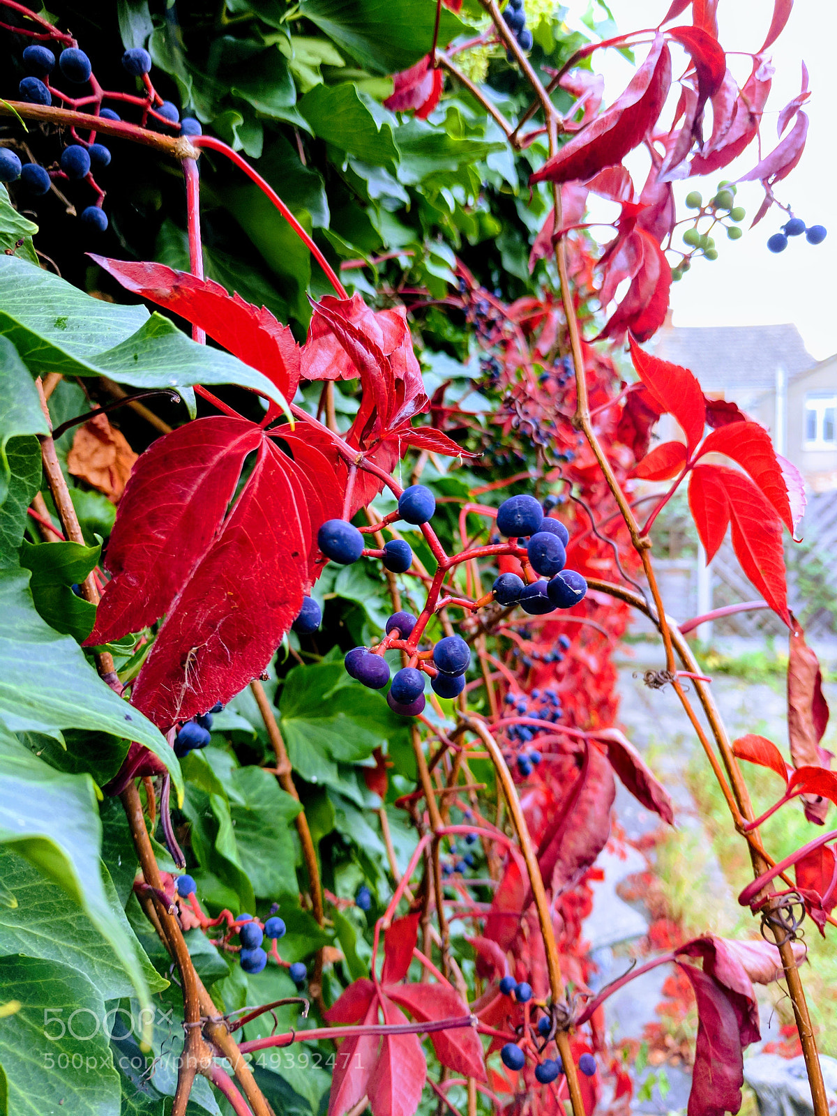 Google Pixel sample photo. Natural contrast photography