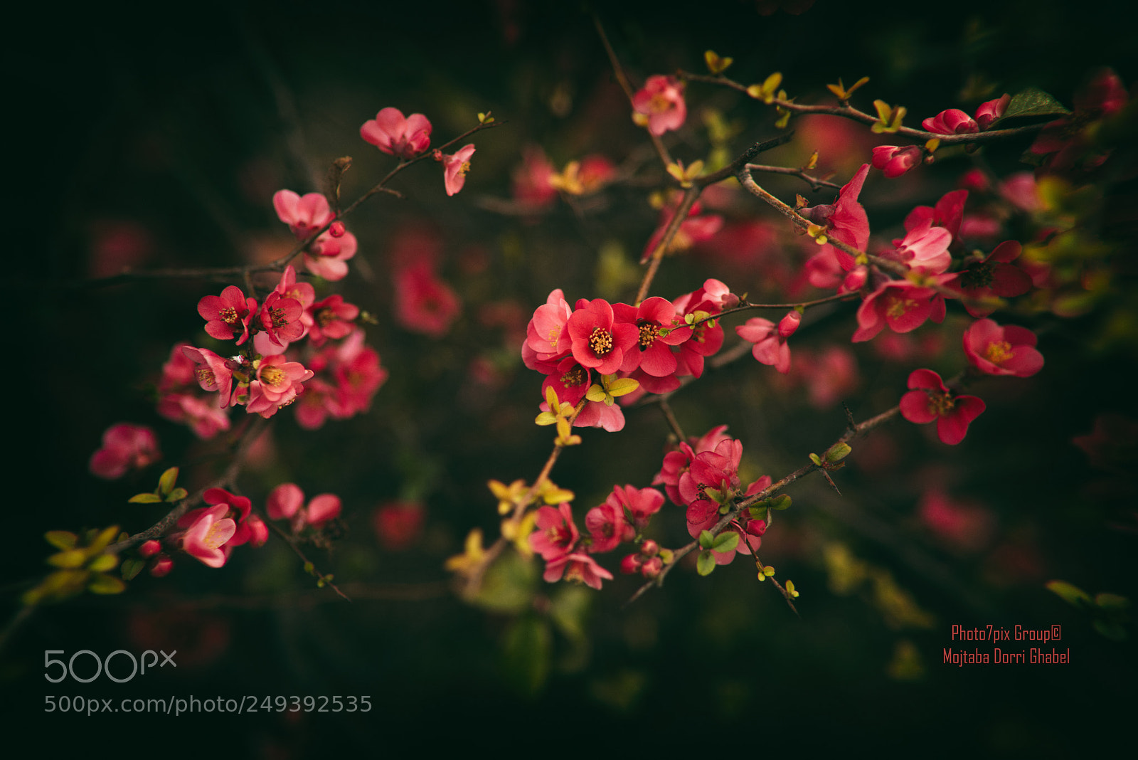 Nikon D810 sample photo. Greating to spring photography
