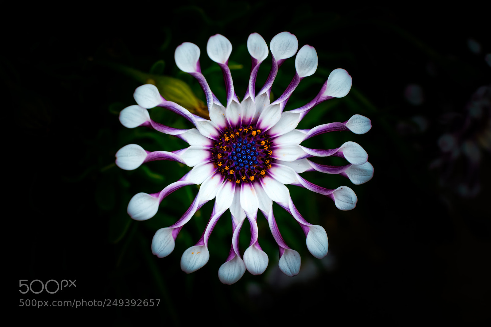 Sony a6000 sample photo. White beauty photography