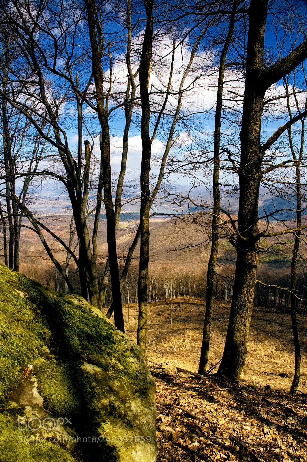 Nikon D70 sample photo. Forest look photography