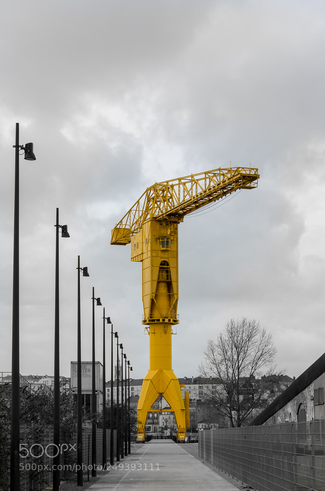 Nikon D5100 sample photo. Yellow giant photography