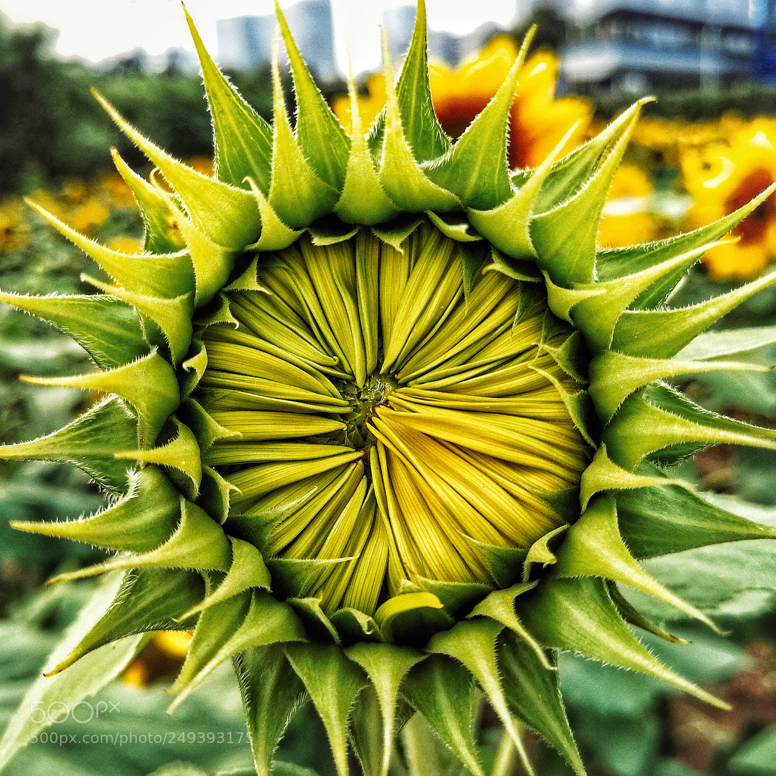 HUAWEI P10 Plus sample photo. Untitled photography
