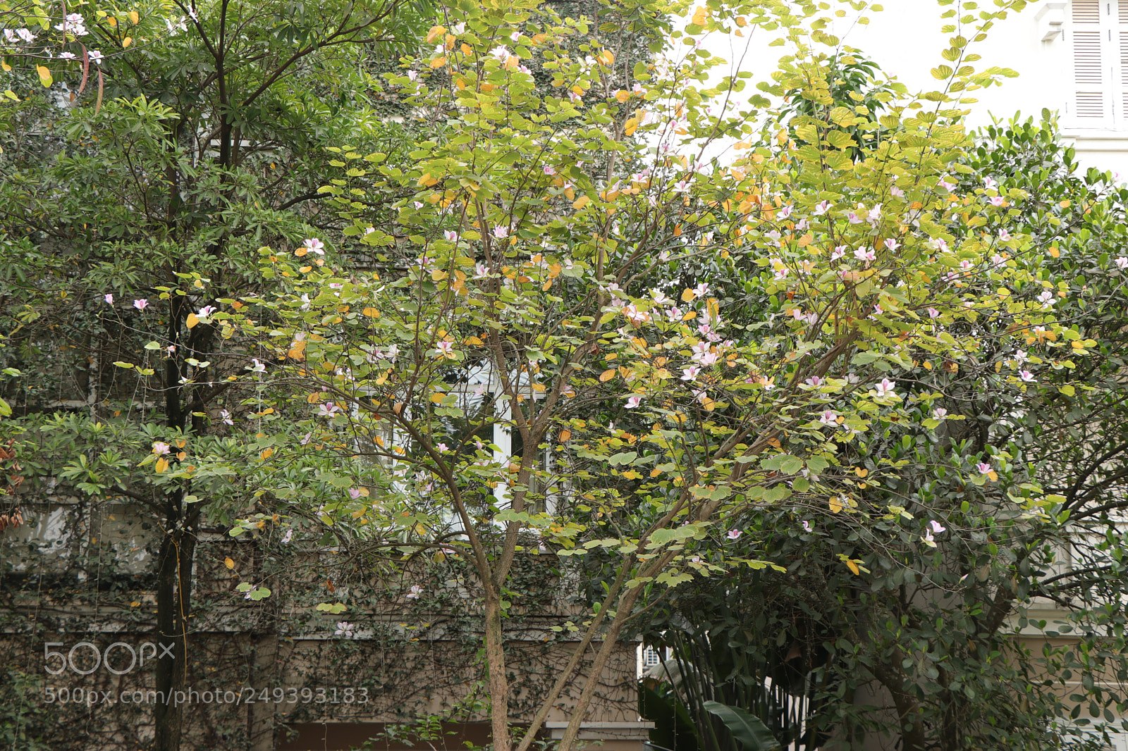 Canon EOS 80D sample photo. Ordinary yard photography