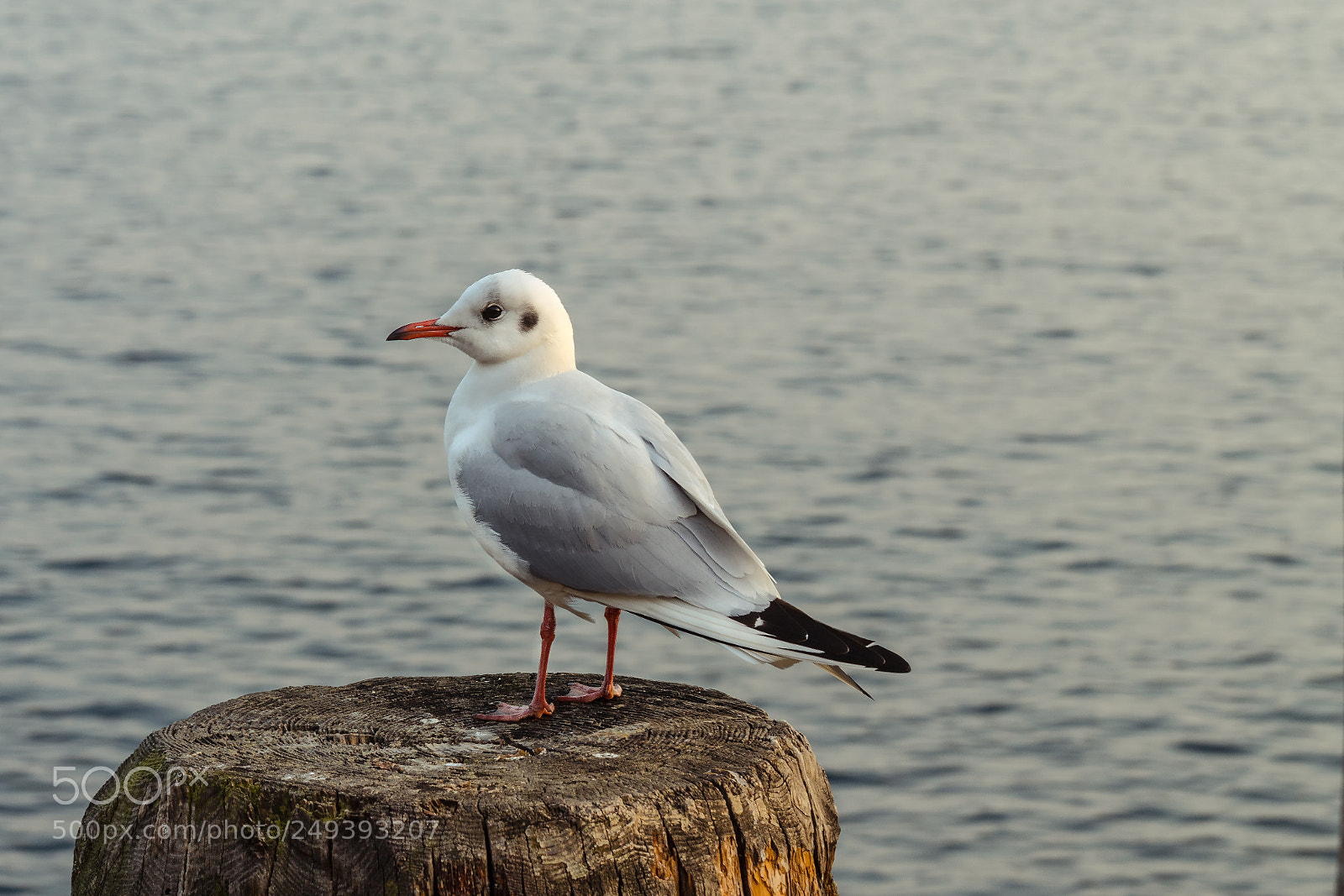 Canon EOS 6D Mark II sample photo. Seagull photography