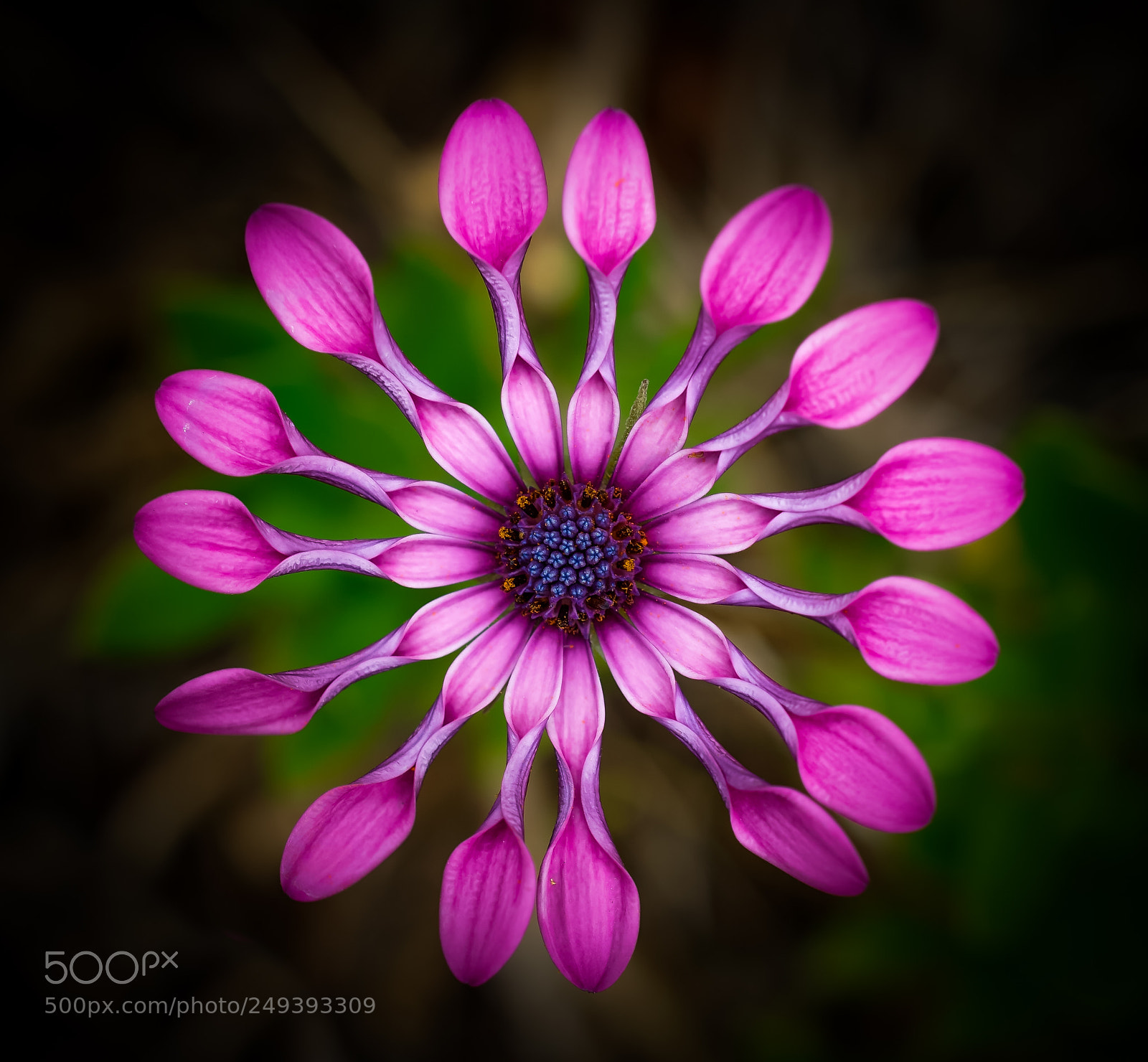 Sony a6000 sample photo. Pink beauty photography