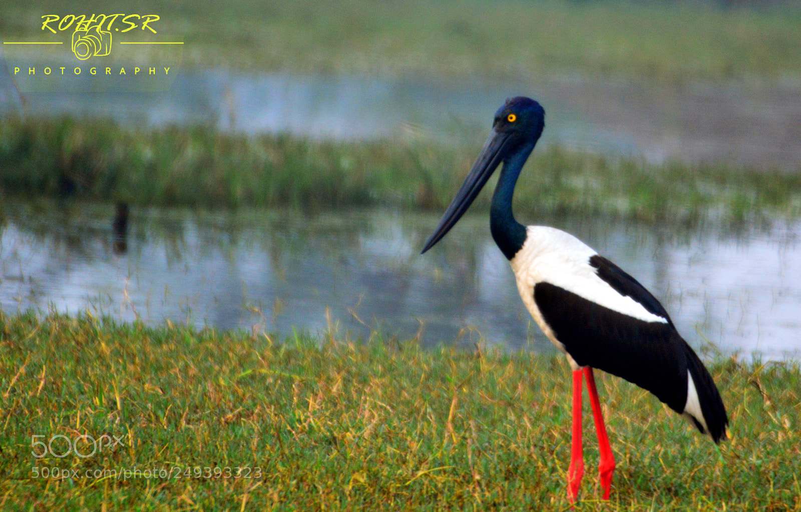 Nikon D3200 sample photo. Black necked stork photography