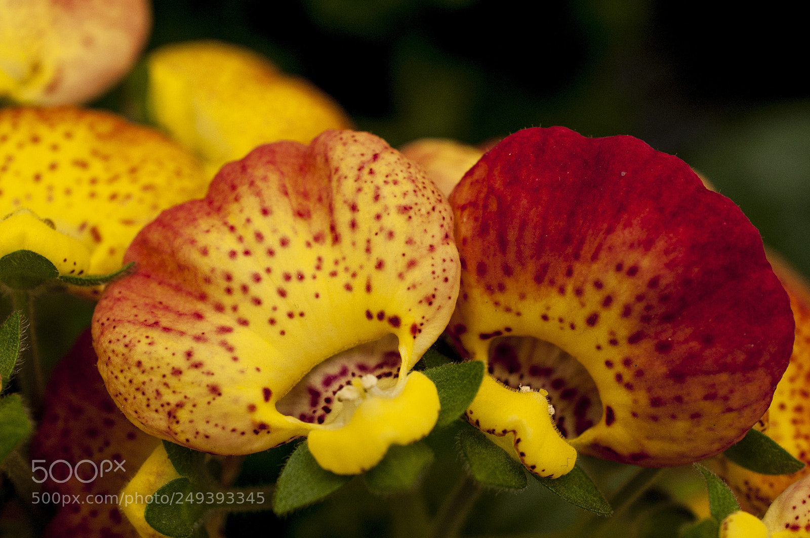 Nikon D700 sample photo. The yellow flowers. calceolaria photography