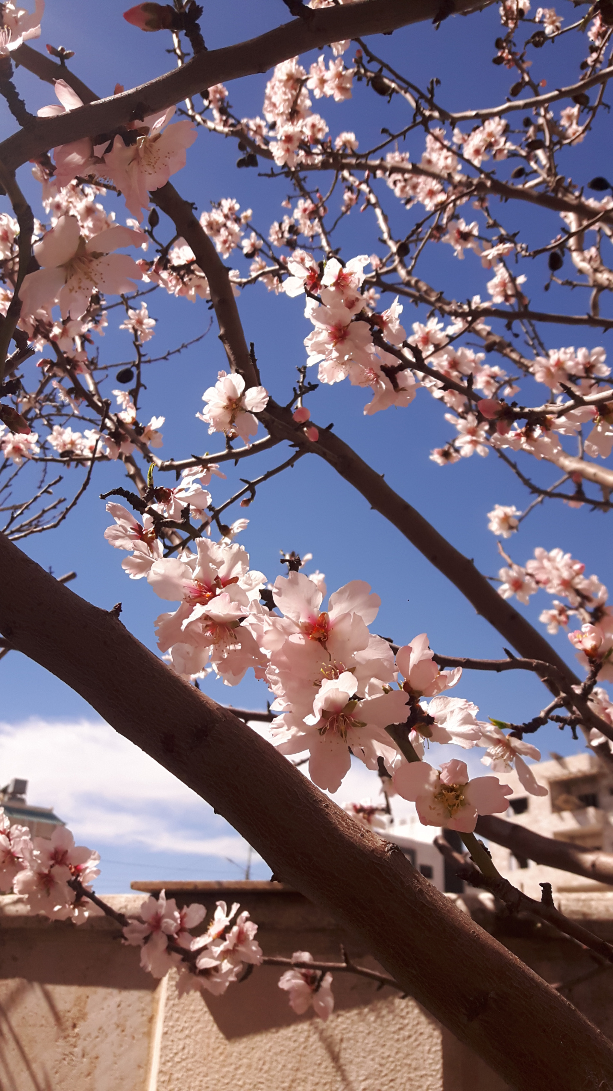 Samsung Galaxy A8 sample photo. 20180303_110651.jpg photography