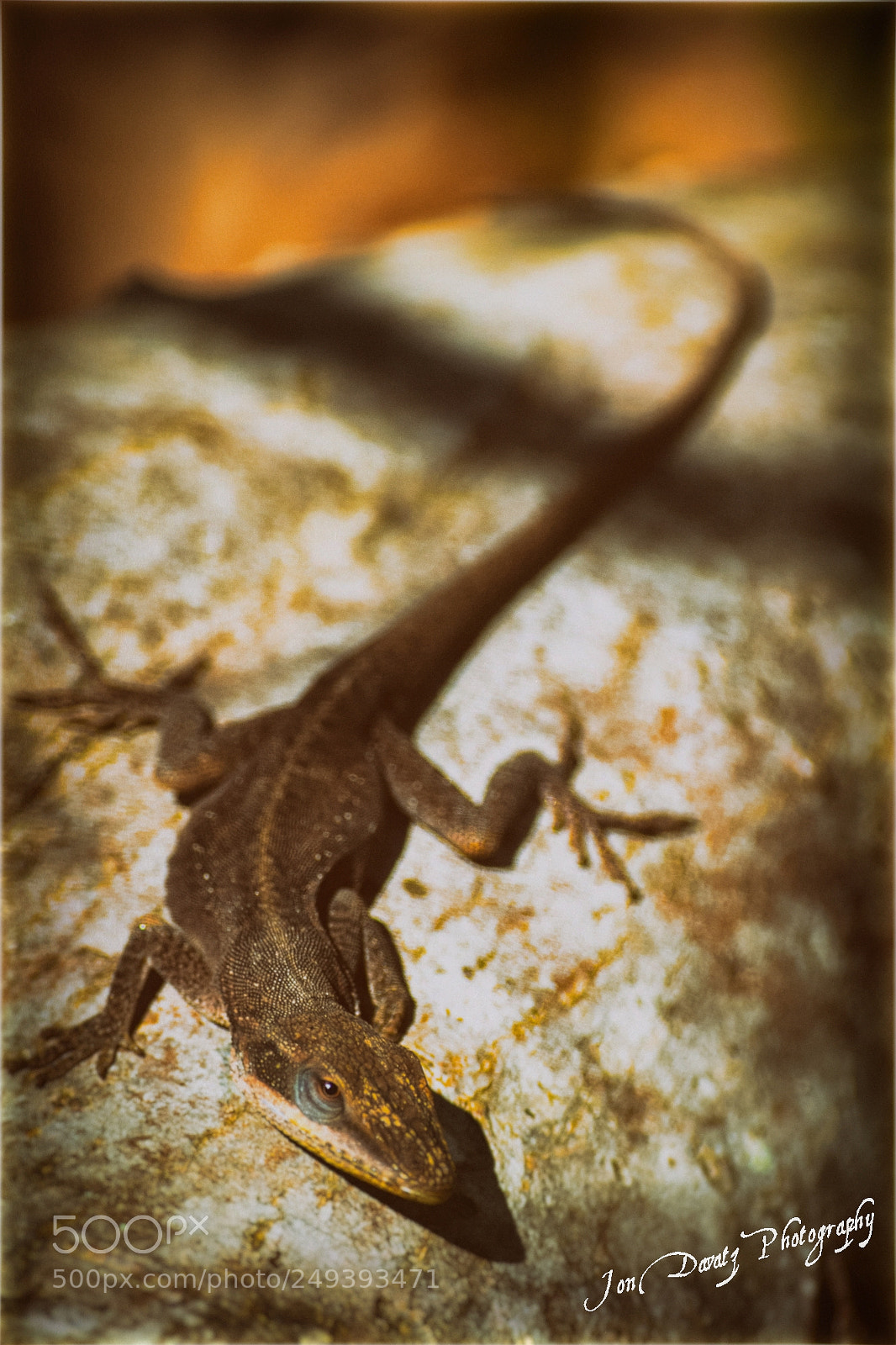 Nikon D5300 sample photo. Lizzy the lizard mini photography