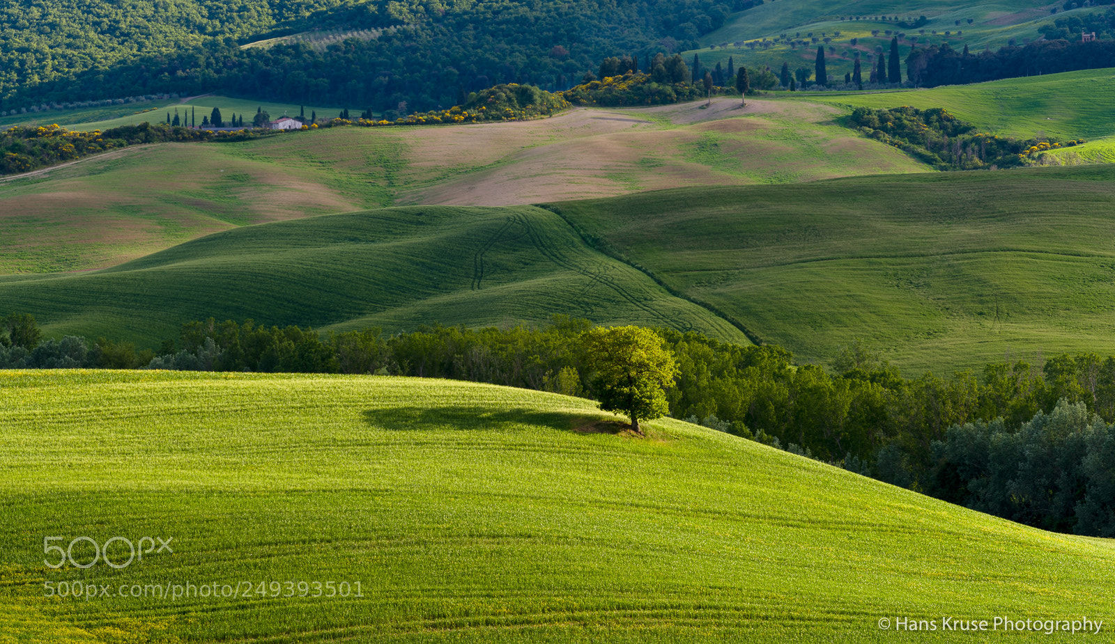 Nikon D810 sample photo. The lonely tree photography
