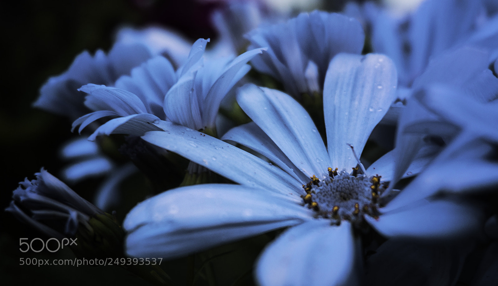 Sony Alpha a5000 (ILCE 5000) sample photo. Silent photography