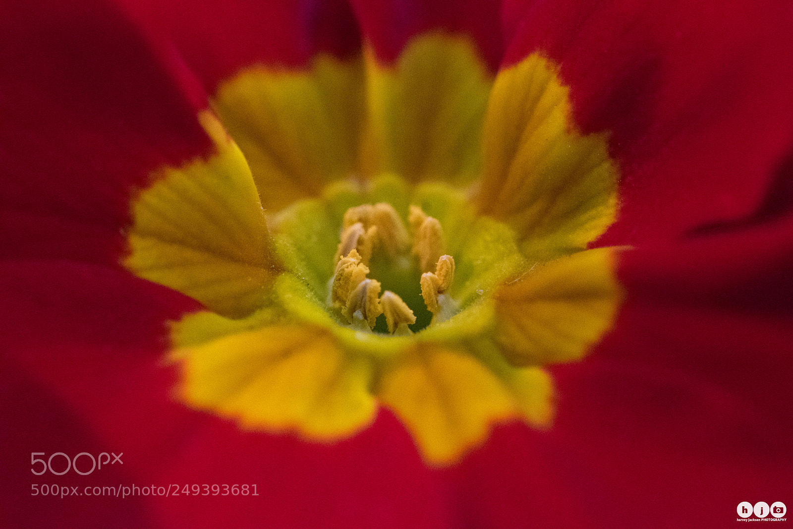 Nikon D3300 sample photo. Primrose photography