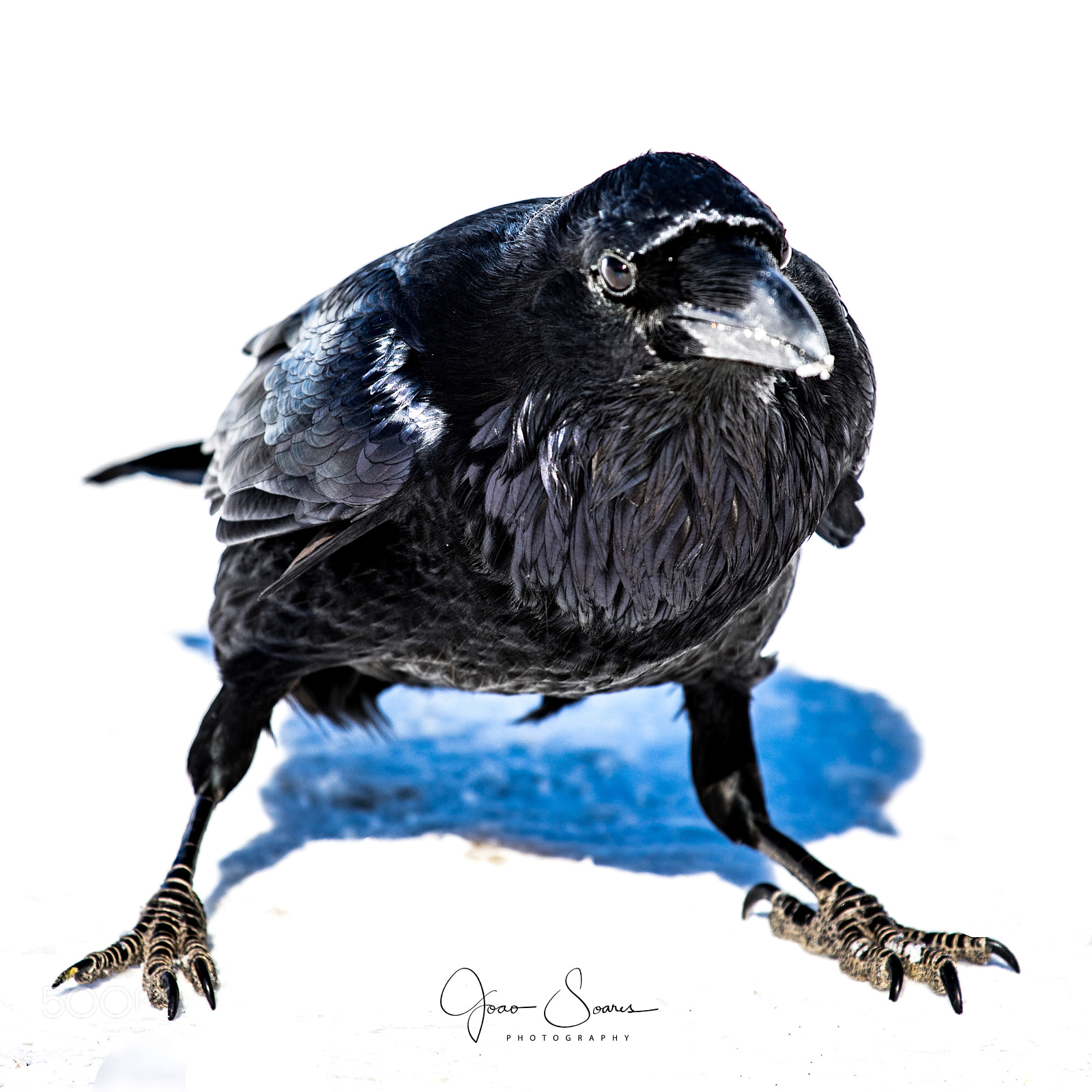 Canon EOS 5D Mark IV sample photo. Raven in columbia icefield photography