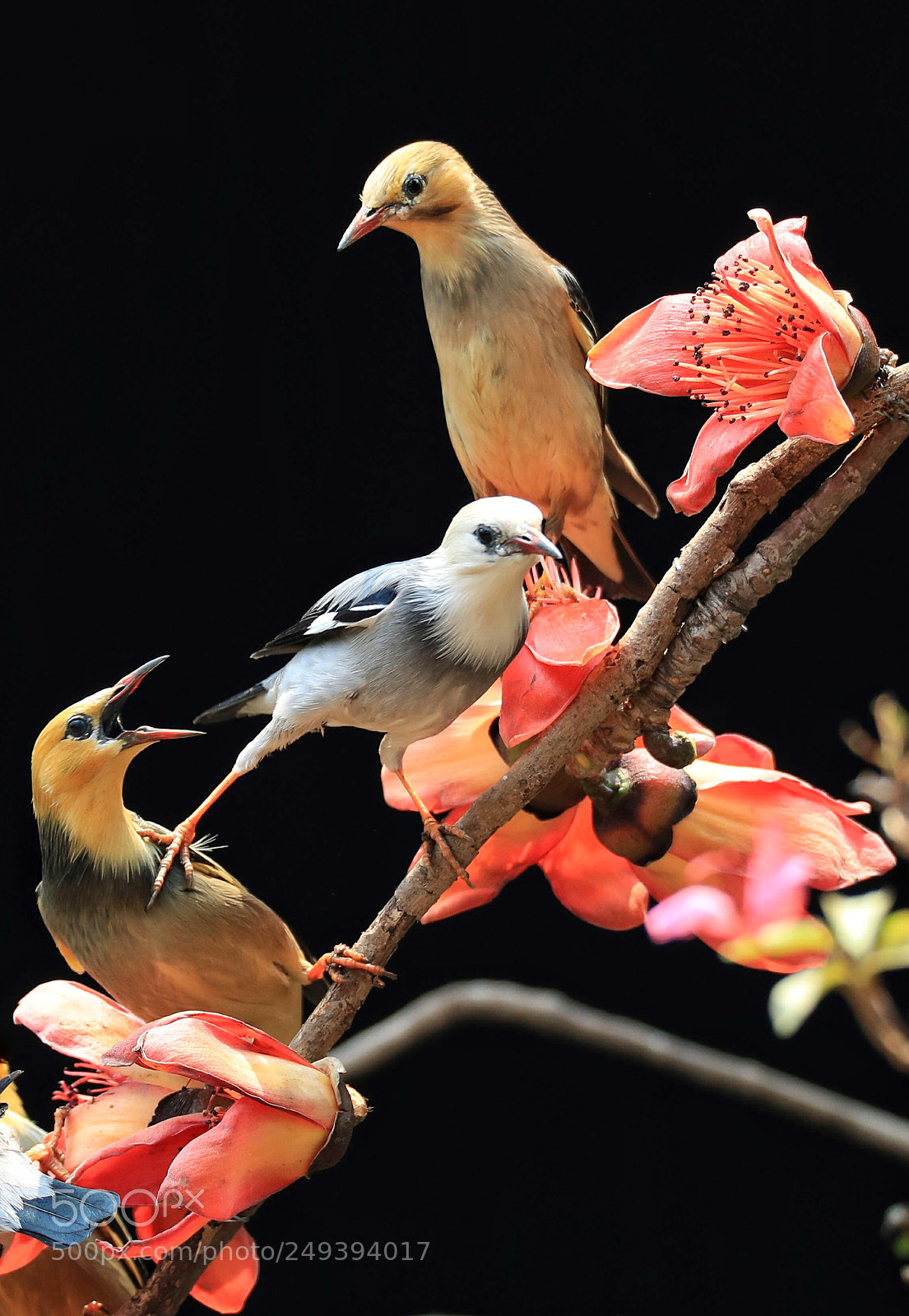 Canon EOS-1D X Mark II sample photo. Kung fu bird！ photography