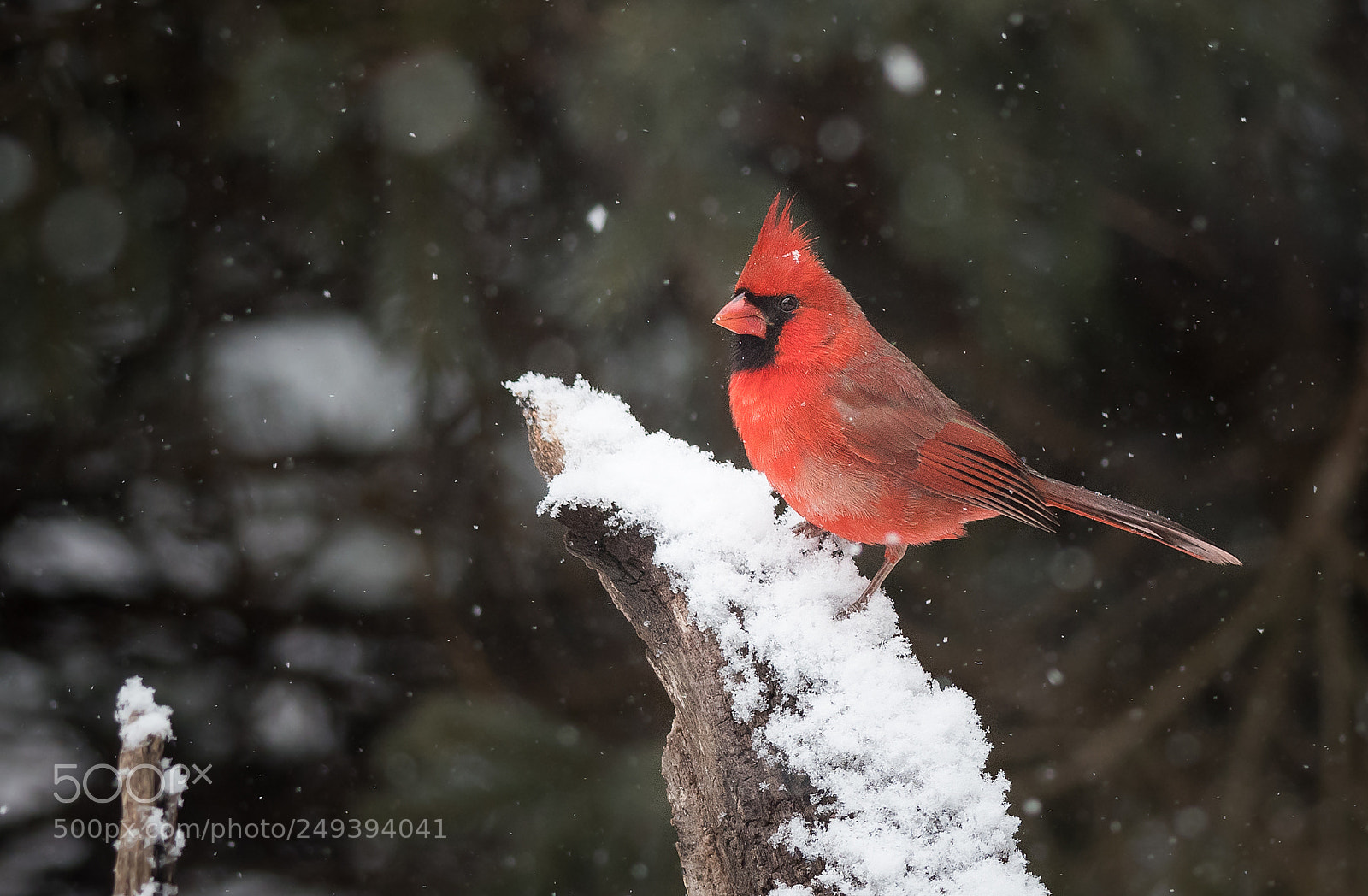 Nikon D500 sample photo. Cardinal in snow photography