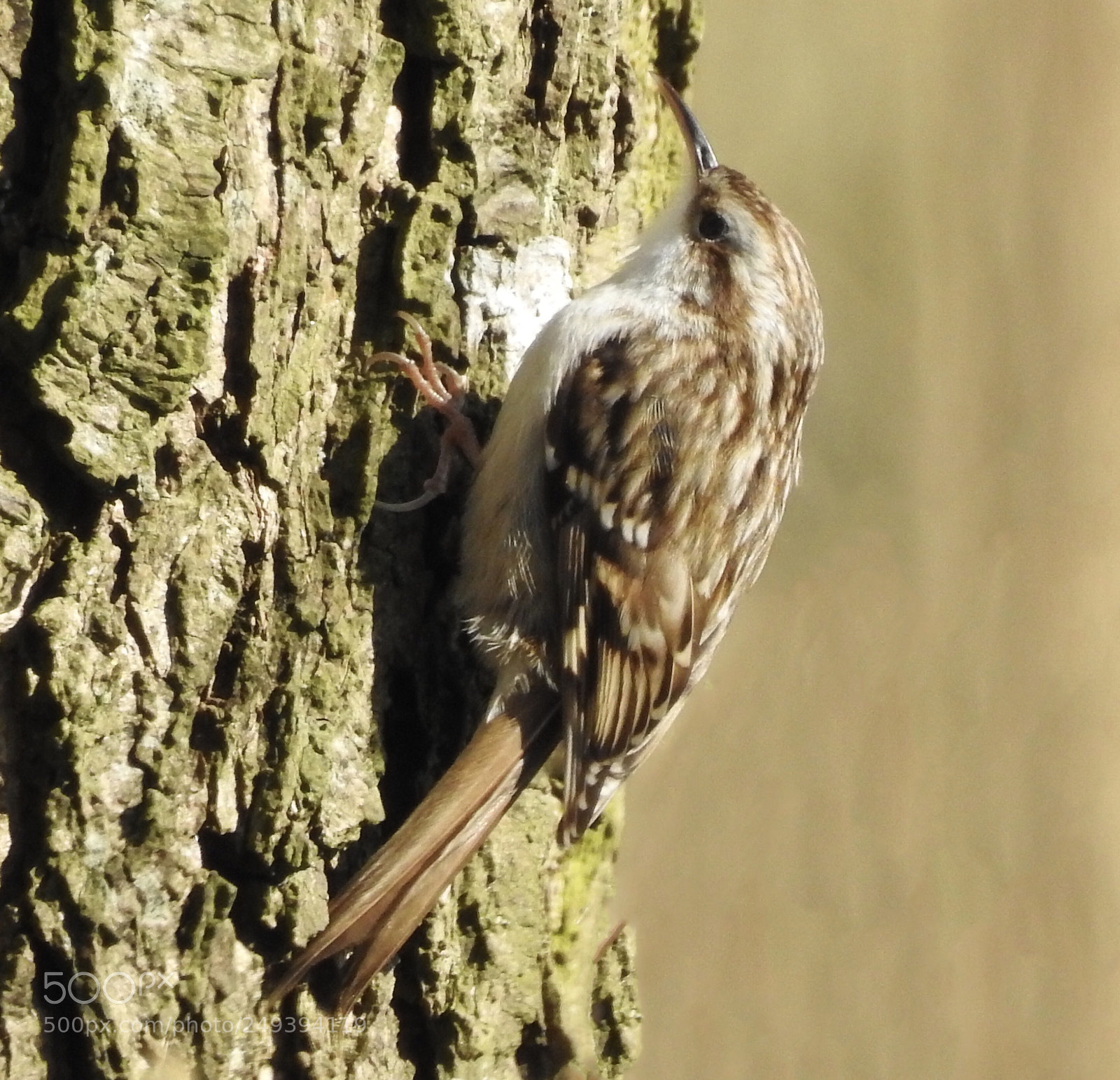 Nikon Coolpix P900 sample photo. Treecreeper  photography