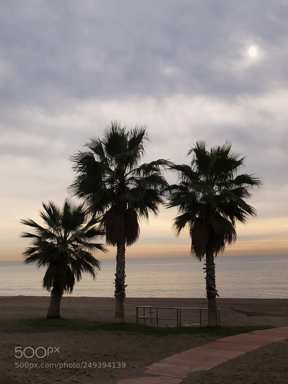 Olympus E-420 (EVOLT E-420) sample photo. Palm trees photography