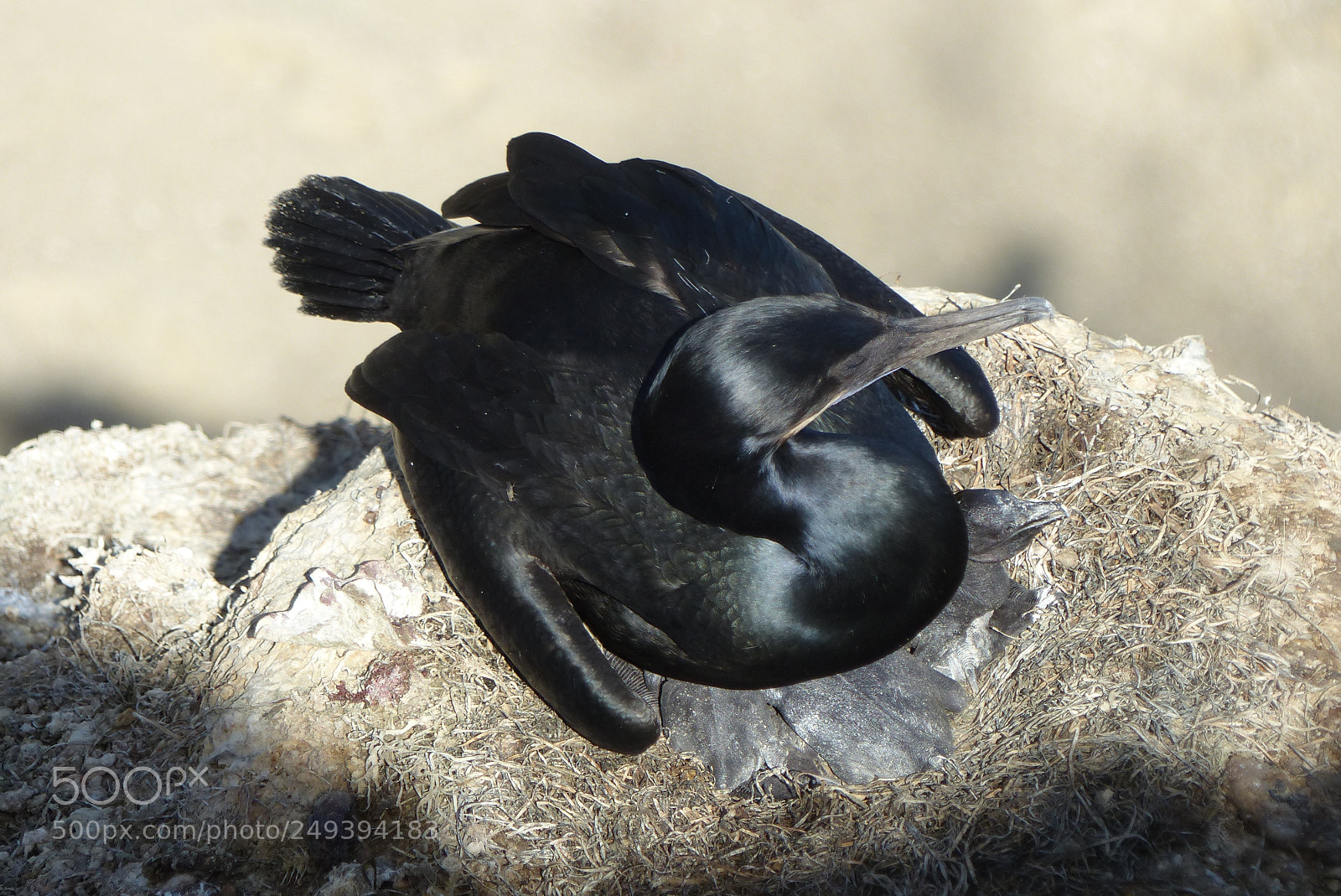 Panasonic Lumix DMC-FZ200 sample photo. More new hatchings photography