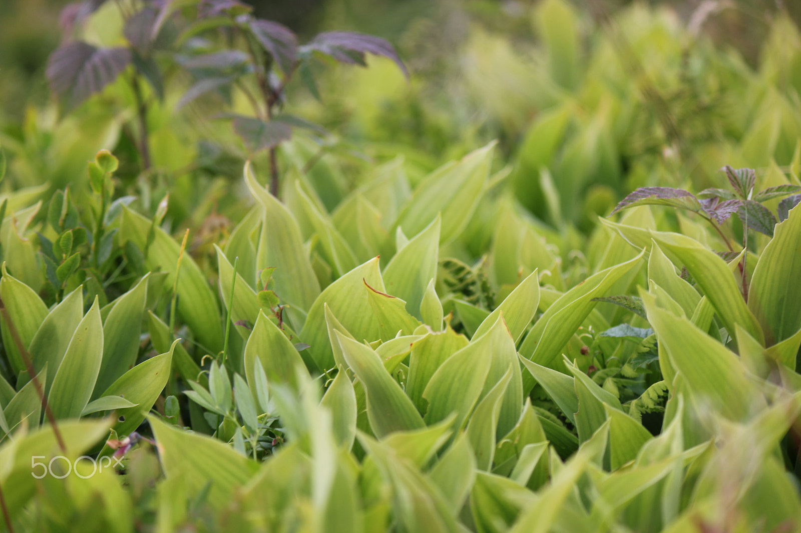 Canon EF-S 55-250mm F4-5.6 IS II sample photo. Green beauty photography