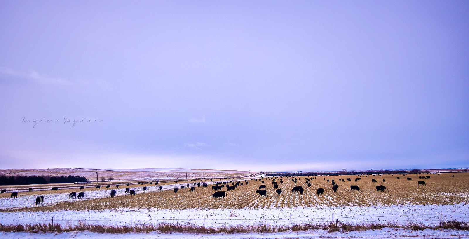 Nikon D3300 sample photo. Grazing photography