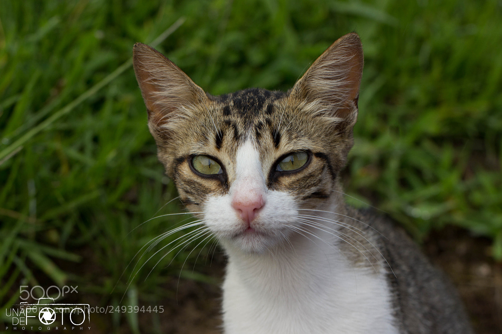 Canon EOS 600D (Rebel EOS T3i / EOS Kiss X5) sample photo. Mirada felina photography