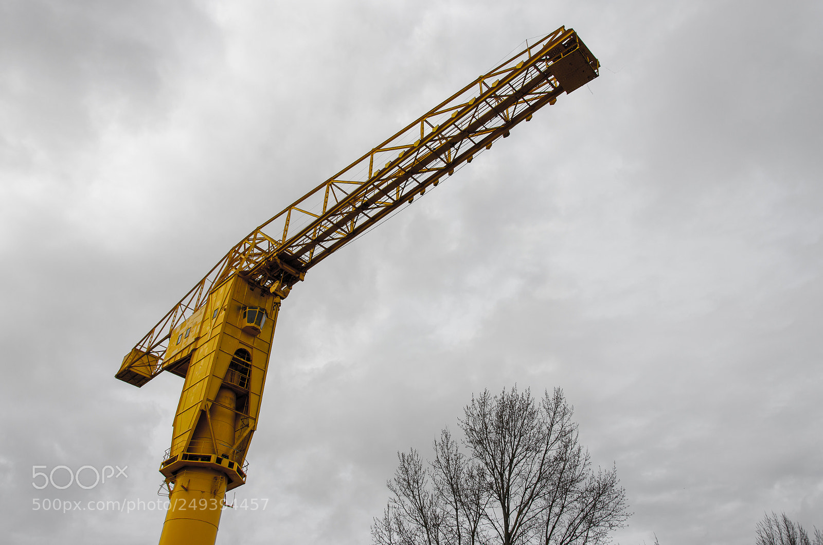 Nikon D5100 sample photo. Yellow giant photography