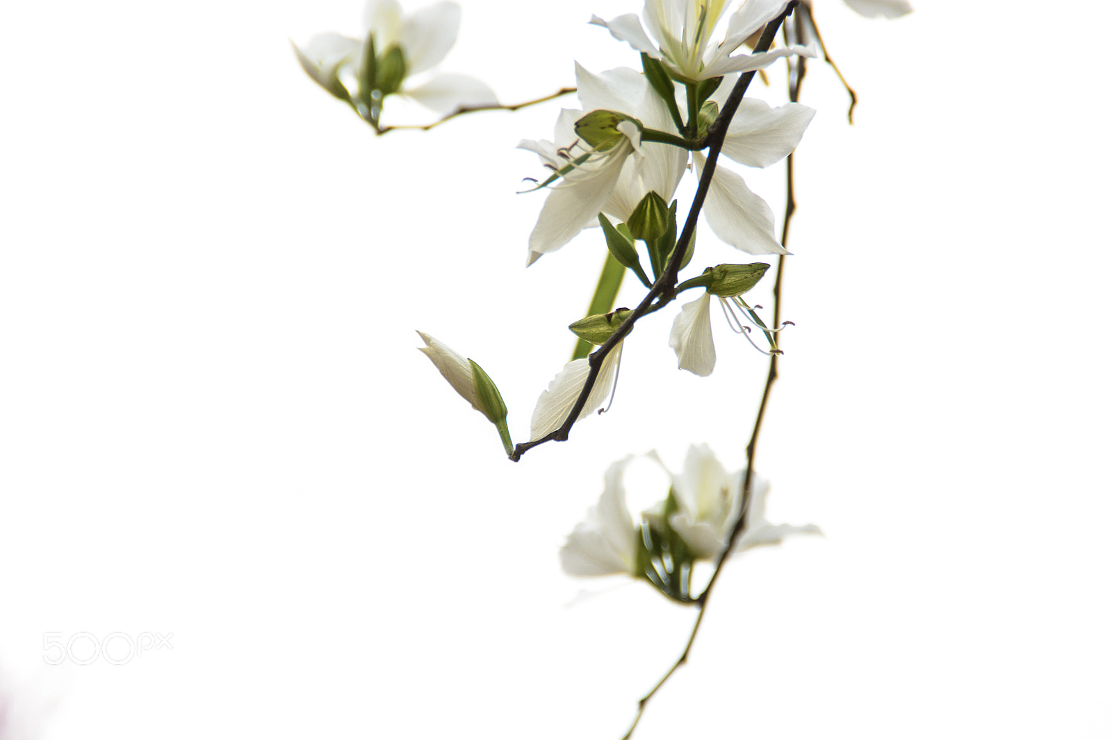 Nikon D7100 sample photo. 紫荆花 photography