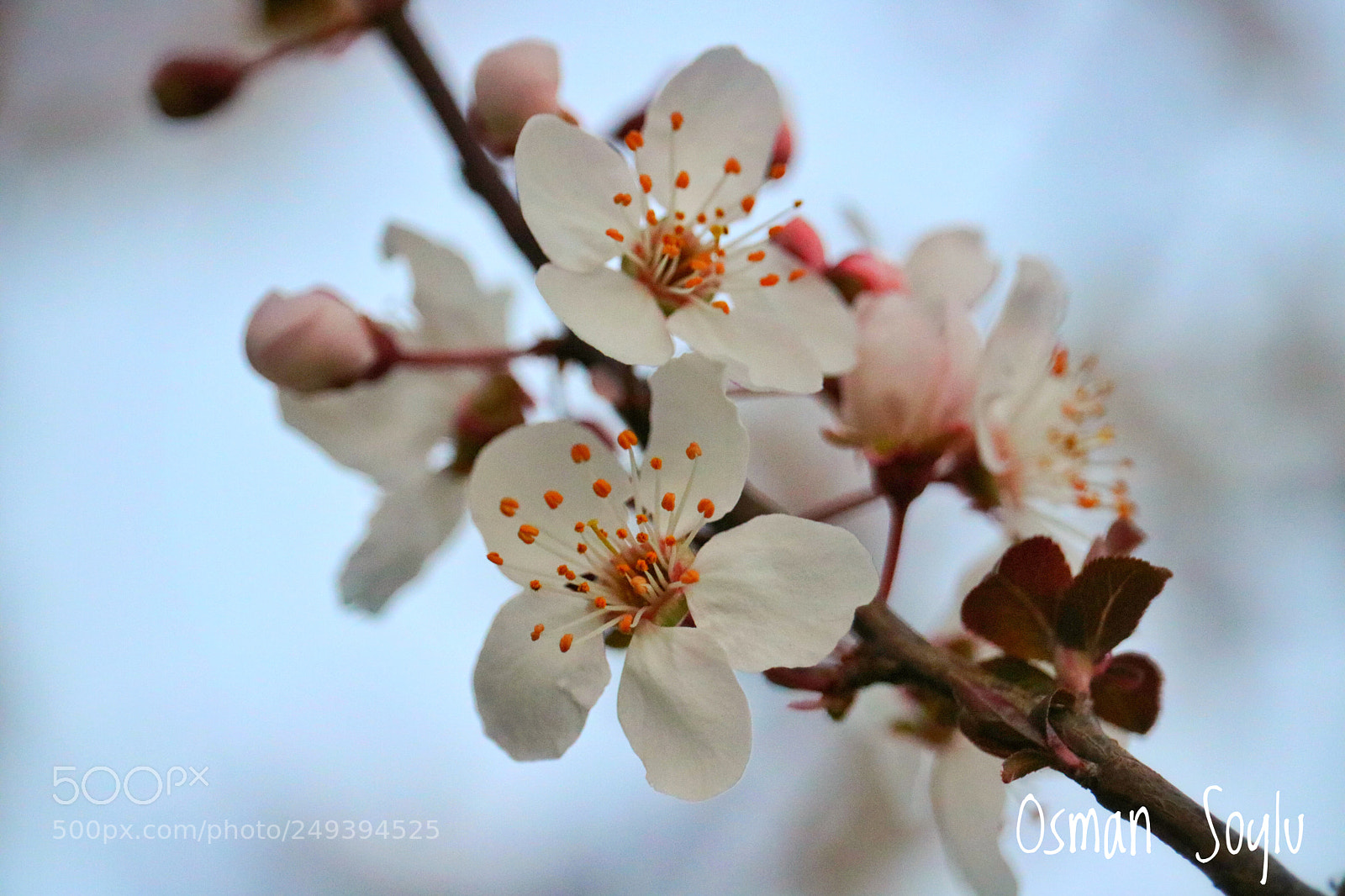 Canon EOS 760D (EOS Rebel T6s / EOS 8000D) sample photo. Flowers... photography