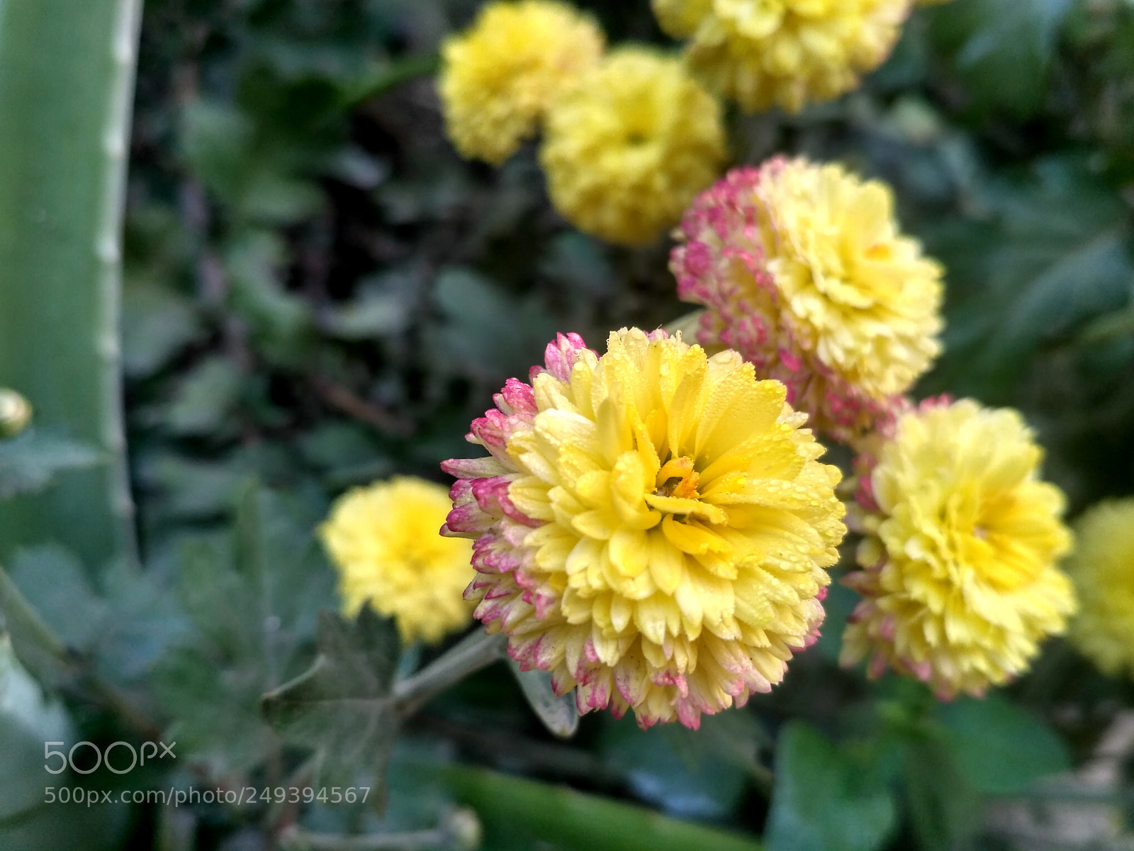 Xiaomi Redmi 3S sample photo. 4.jpg photography
