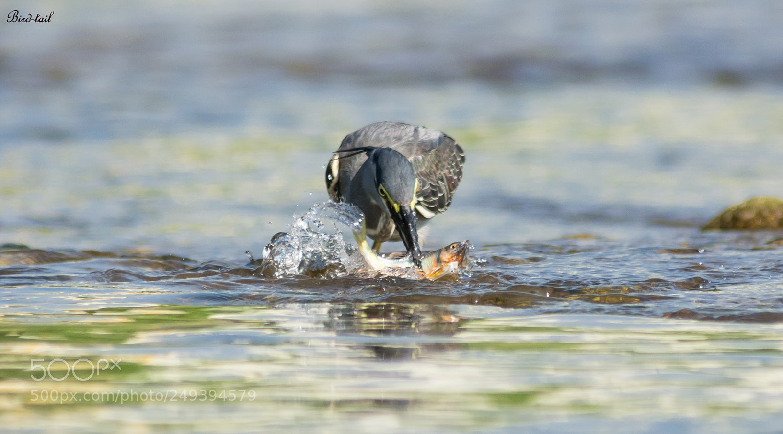 Nikon D7100 sample photo. 검은댕기해오라기: striated heron in korea photography