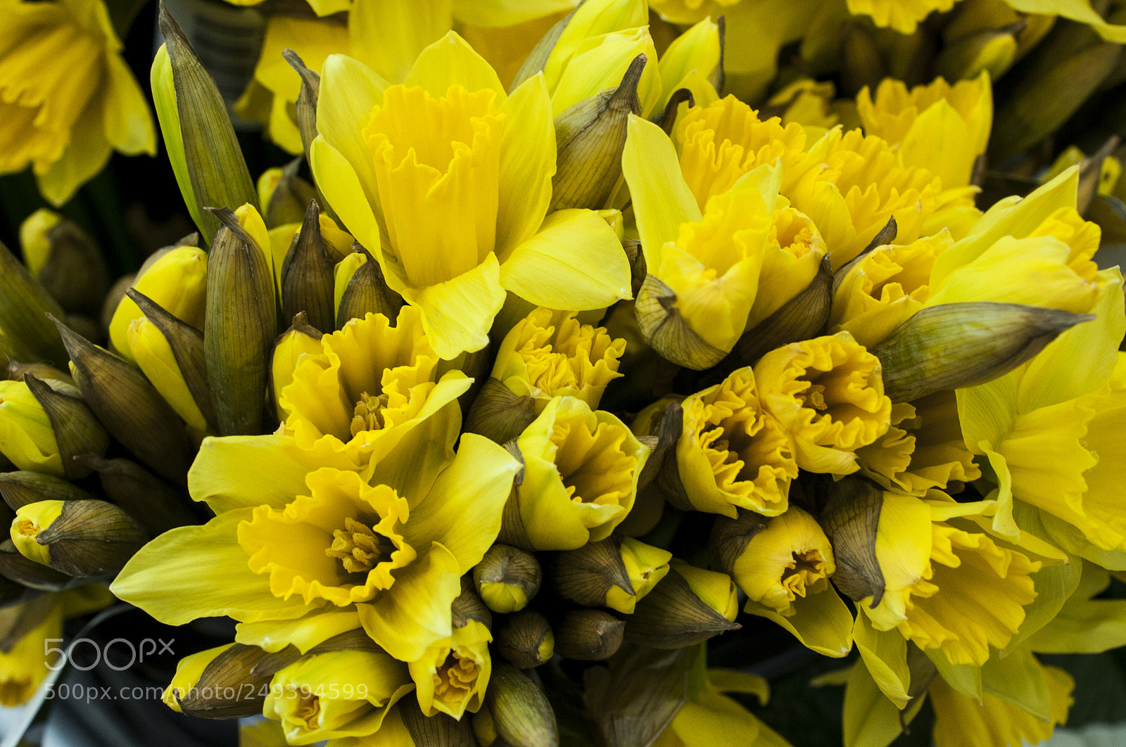 Nikon D700 sample photo. The daffodils are a photography