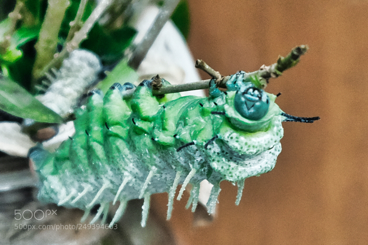 Fujifilm X-Pro2 sample photo. Larva photography
