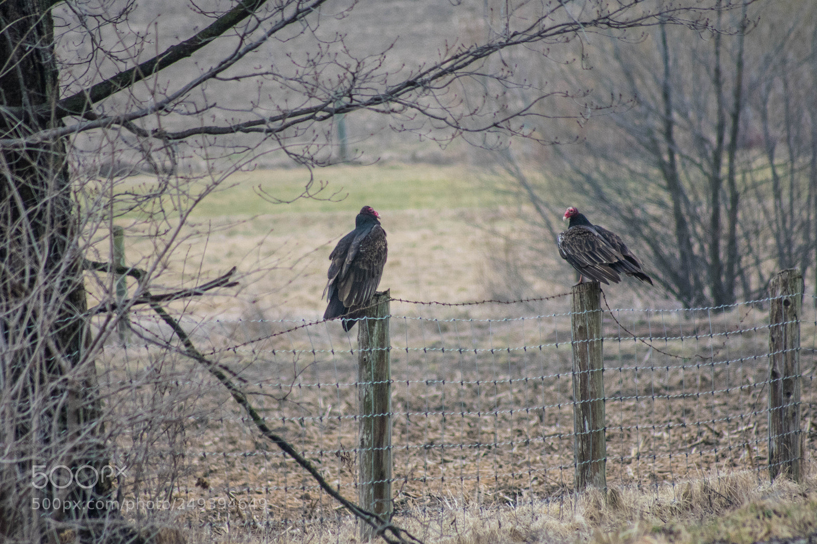 Nikon D3400 sample photo. Fence vultures photography
