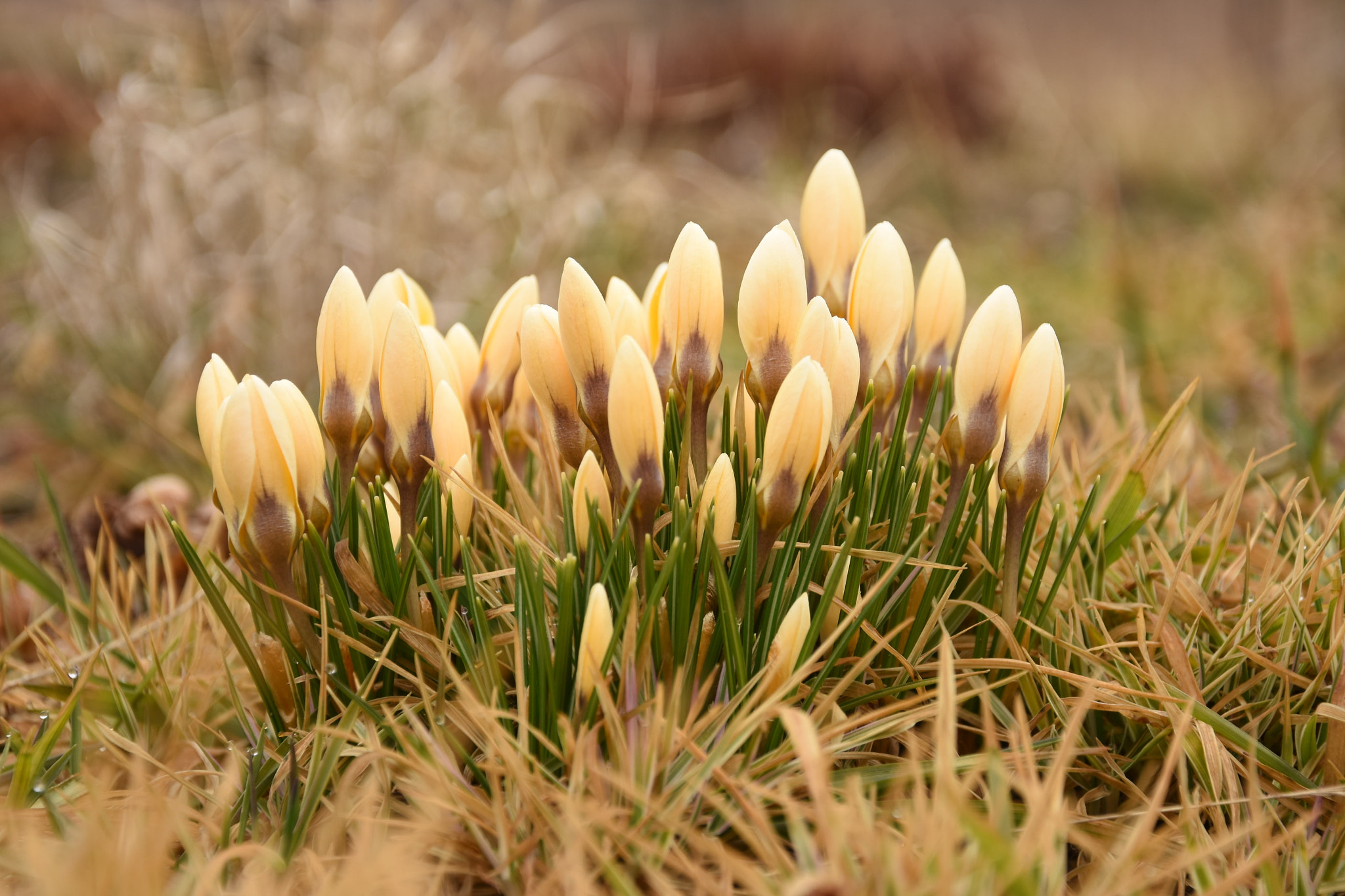 Nikon D7200 sample photo. Yellow crocuses harbingers of spring. photography