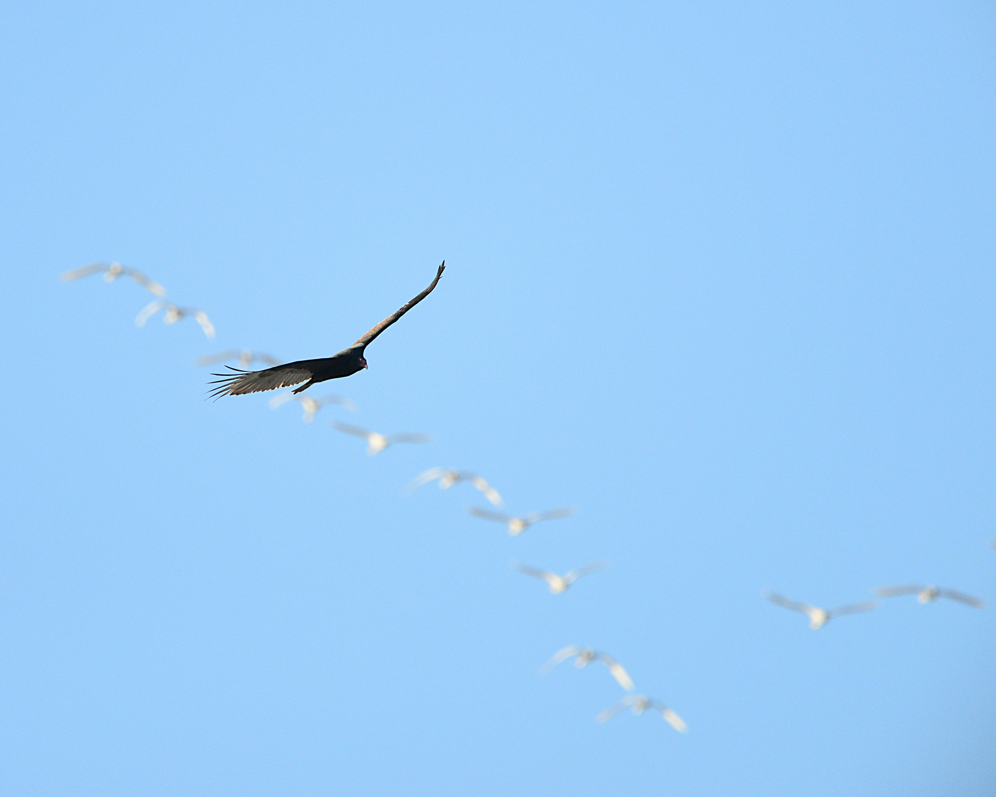 Nikon D600 sample photo. Vulture and tundra swans photography