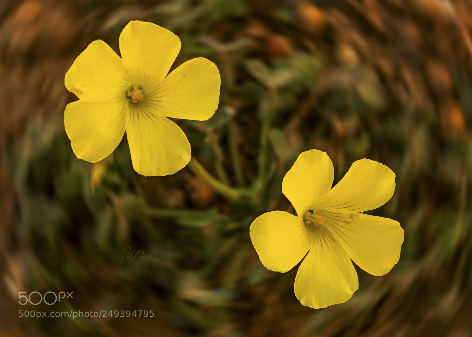 Sony Alpha DSLR-A450 sample photo. Little yellow flowers photography