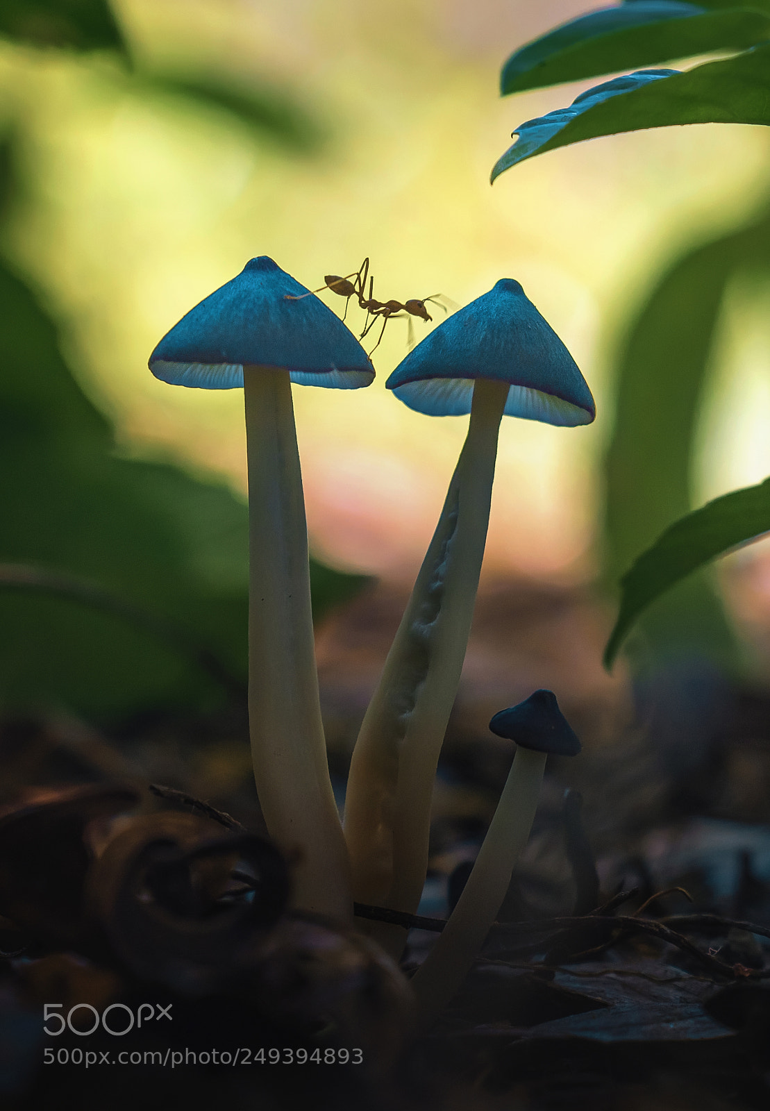 Canon EOS 7D Mark II sample photo. Wonderland forest photography