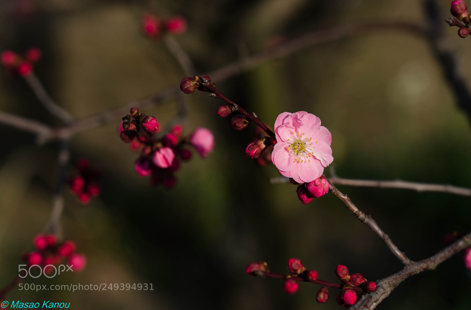 Sony a7R III sample photo. Blooming photography