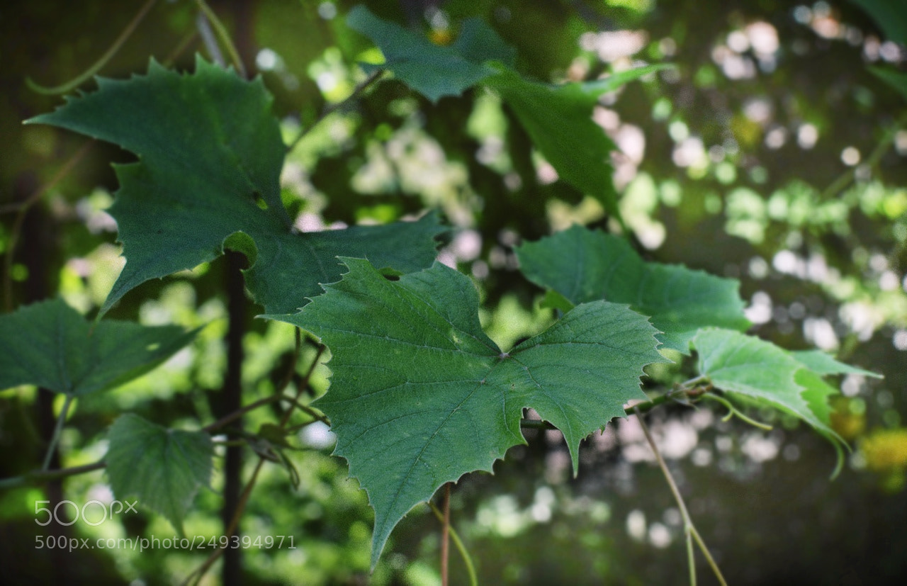 Nikon D3200 + Nikon AF-S DX Nikkor 35mm F1.8G sample photo. *** photography
