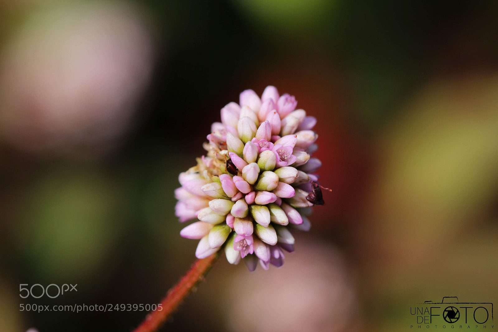 Canon EOS 600D (Rebel EOS T3i / EOS Kiss X5) sample photo. Capullo de flor photography