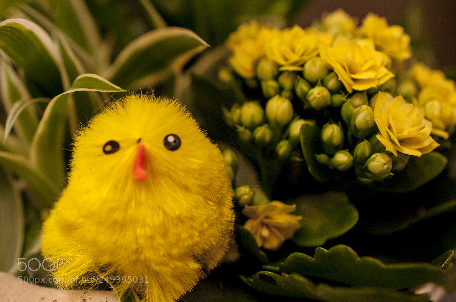 Nikon D700 sample photo. Happy easter all !!! photography