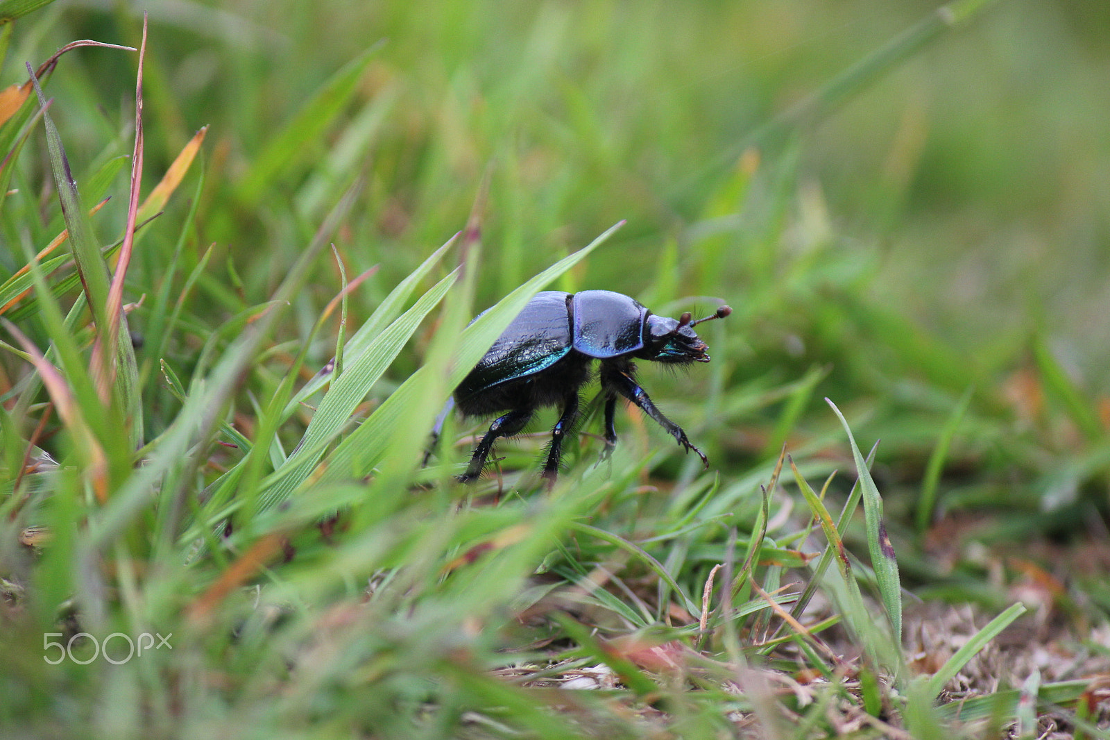 Canon EF-S 55-250mm F4-5.6 IS II sample photo. Black beetle photography