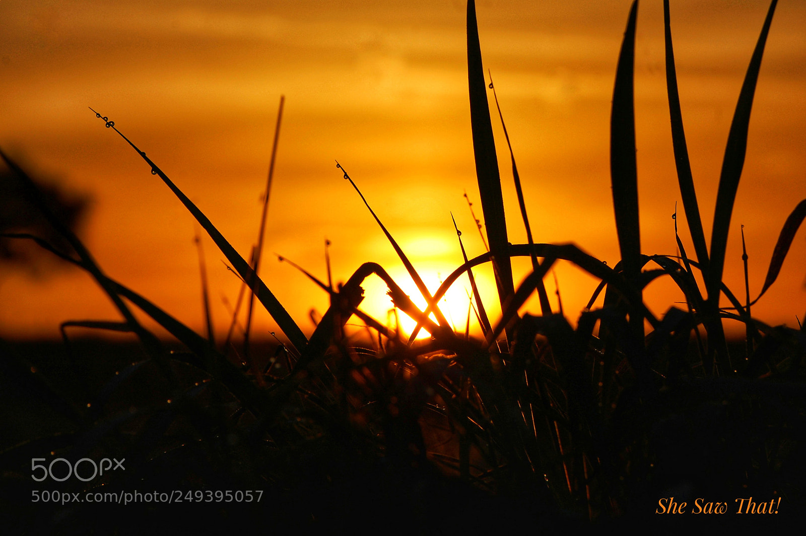 Nikon D40 sample photo. Untitled photography