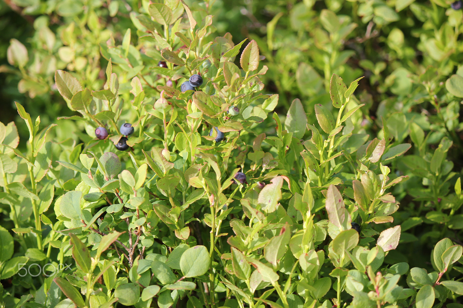 Canon EF-S 55-250mm F4-5.6 IS II sample photo. Blueberry land photography