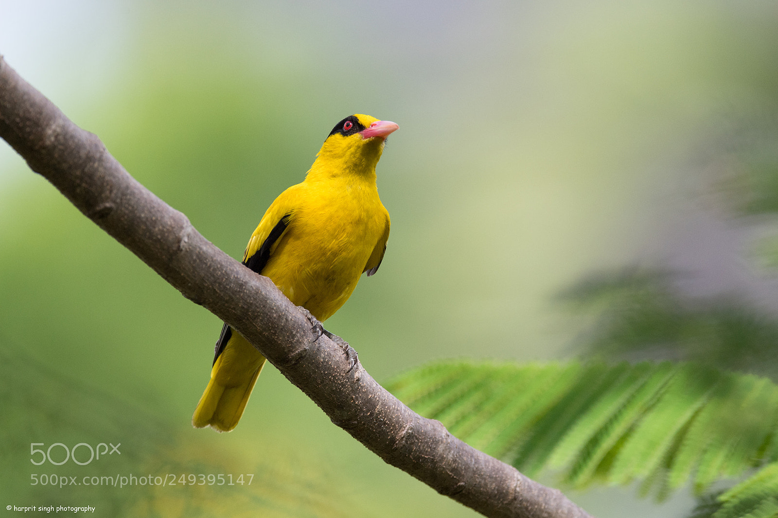 Nikon D5 sample photo. Black naped oriole photography